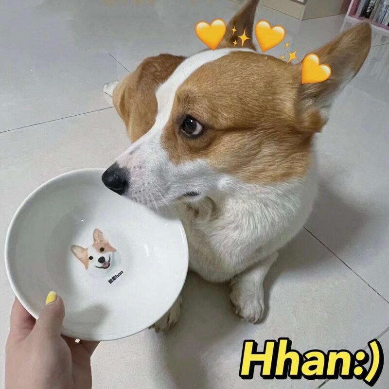 Pet custom elevated bowl+bowl rack+carpet
